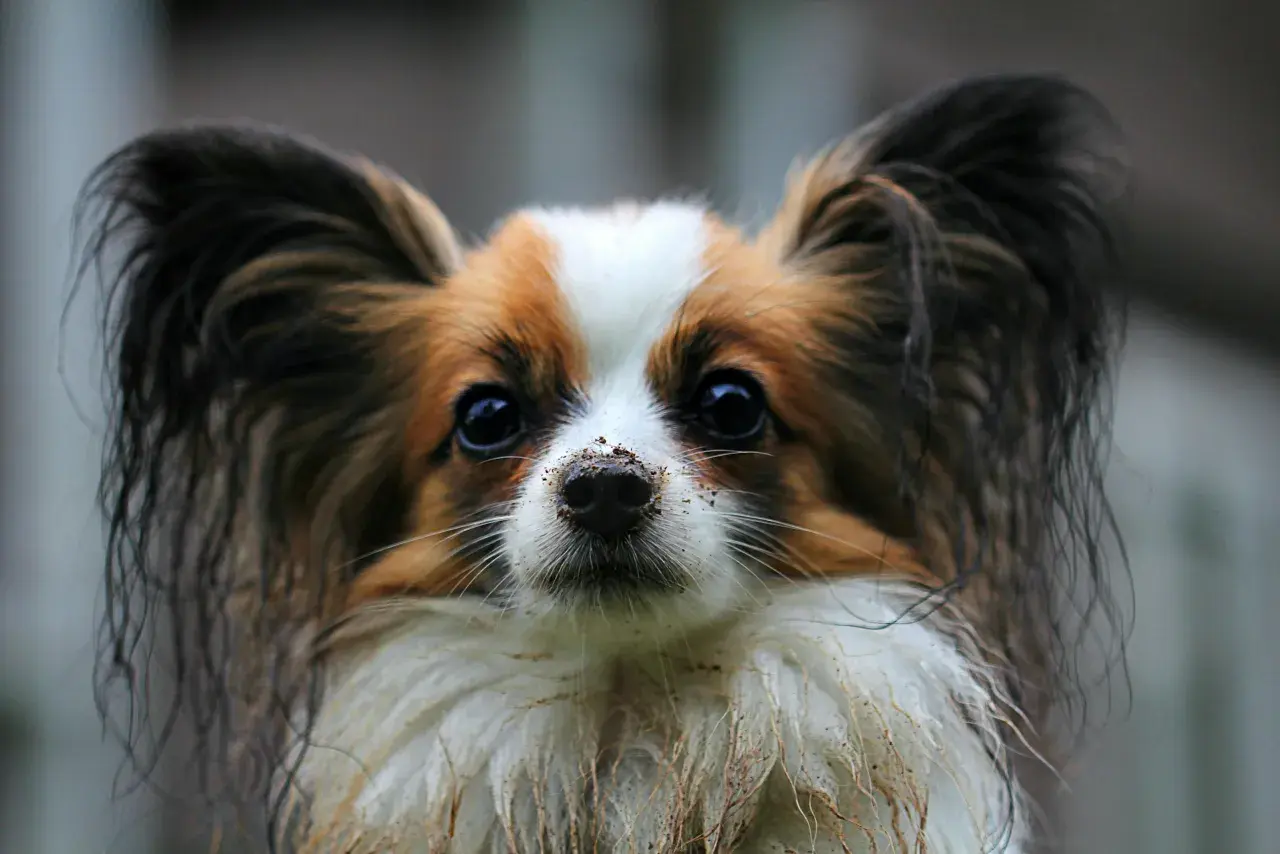 Uroczy papillon z brudnym nosem po zabawie. Zastanawiasz się, ile kosztuje papillon?