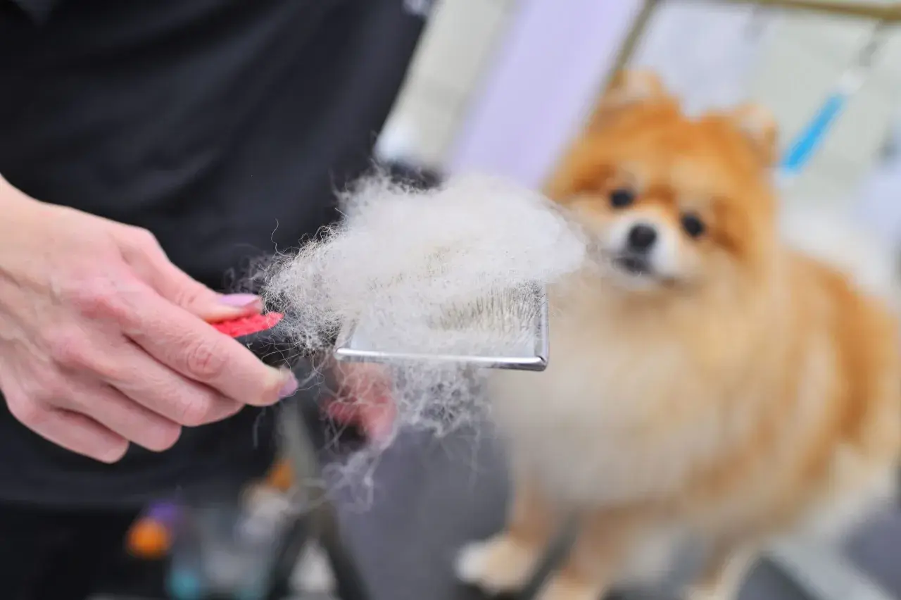 Szczotka pełna białego podszerstka, obok rozmyty pomeranian.