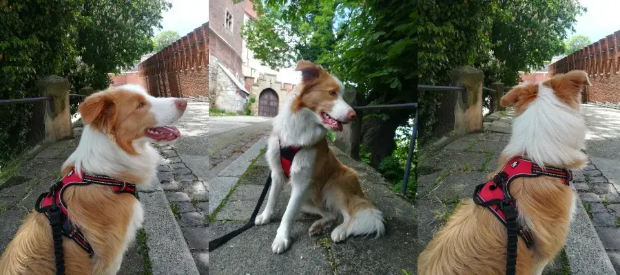 Jaka obroża dla border collie? Wybierz idealną dla swojego psa