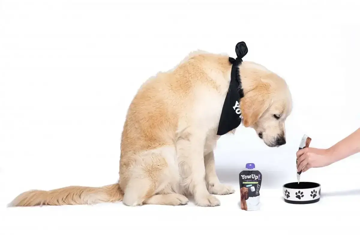 Złoty retriever w bandanie z napisem "YowUp!" zastanawia się, czy pies może jeść jogurt naturalny. Obok leży opakowanie jogurtu i miska.
