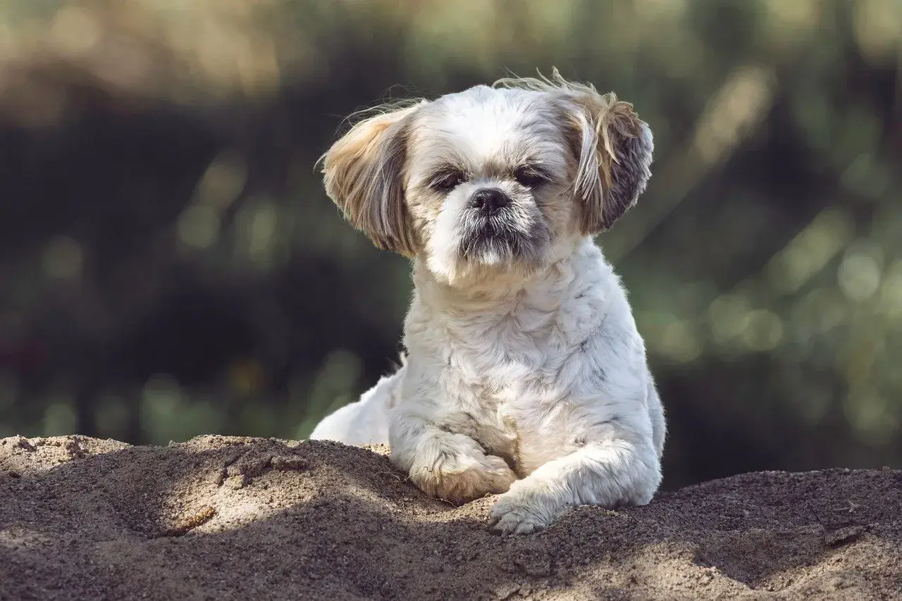 Słodki piesek Shih Tzu leży na ziemi. Zastanawiasz się, czy pies może jeść kapustę kiszoną?