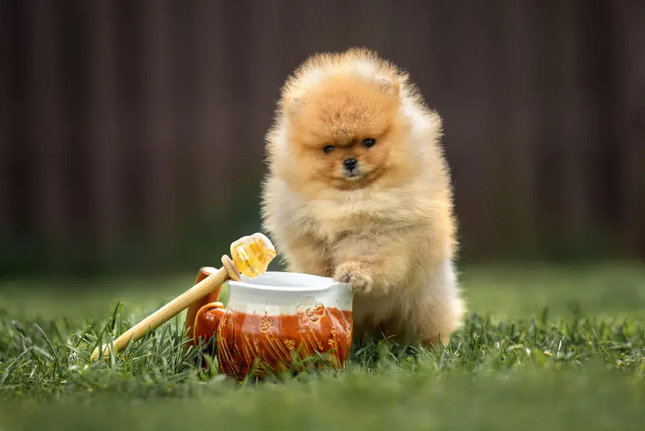 Pomeranian szczeniak ciekawie patrzy na miód. Czy pies może jeść miód? To pytanie nurtuje wielu właścicieli czworonogów.