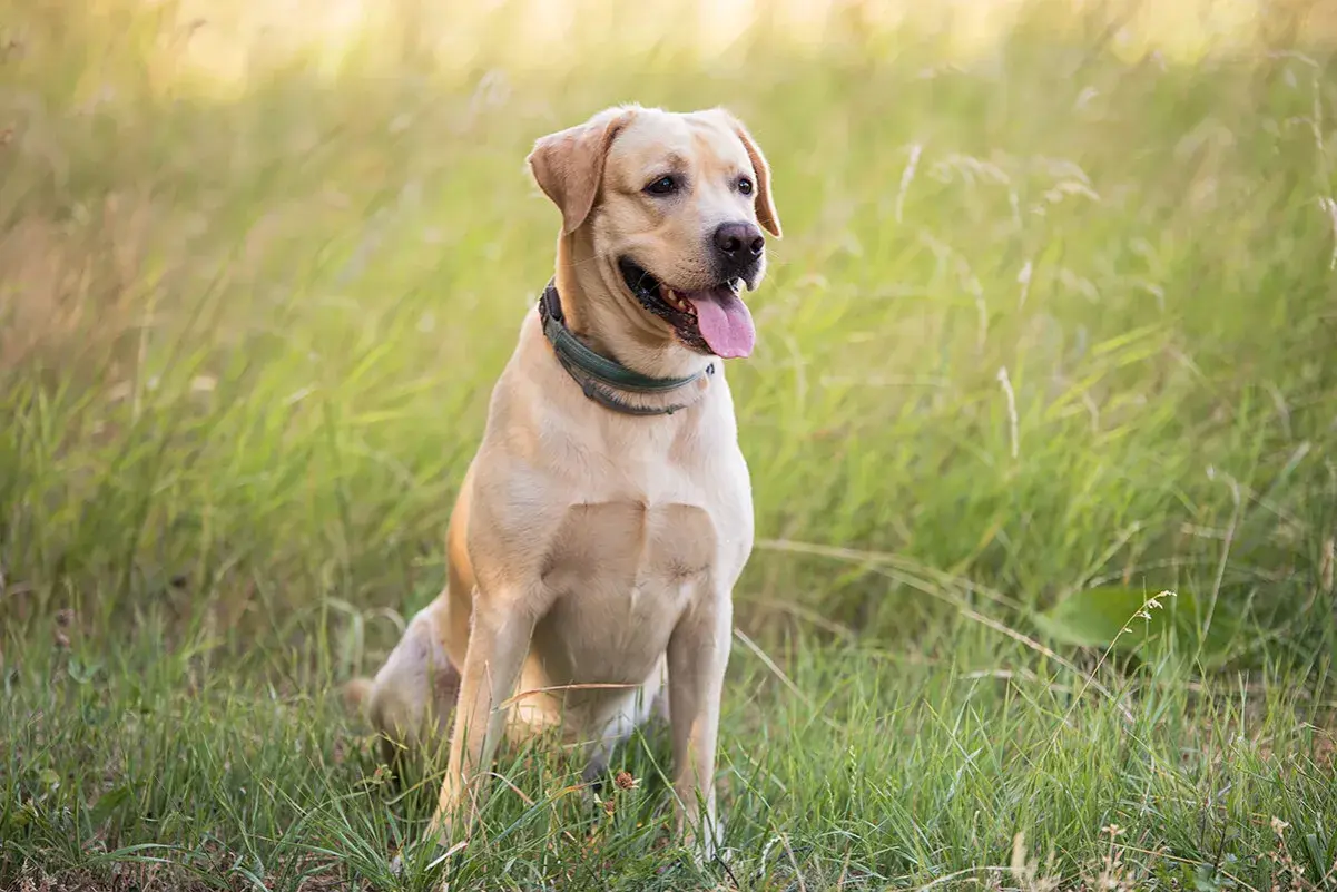 Uśmiechnięty labrador w trawie. Szukasz informacji o labrador cena?