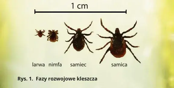 Jakiej wielkości jest kleszcz? Poznaj zaskakujące rozmiary tych pajęczaków