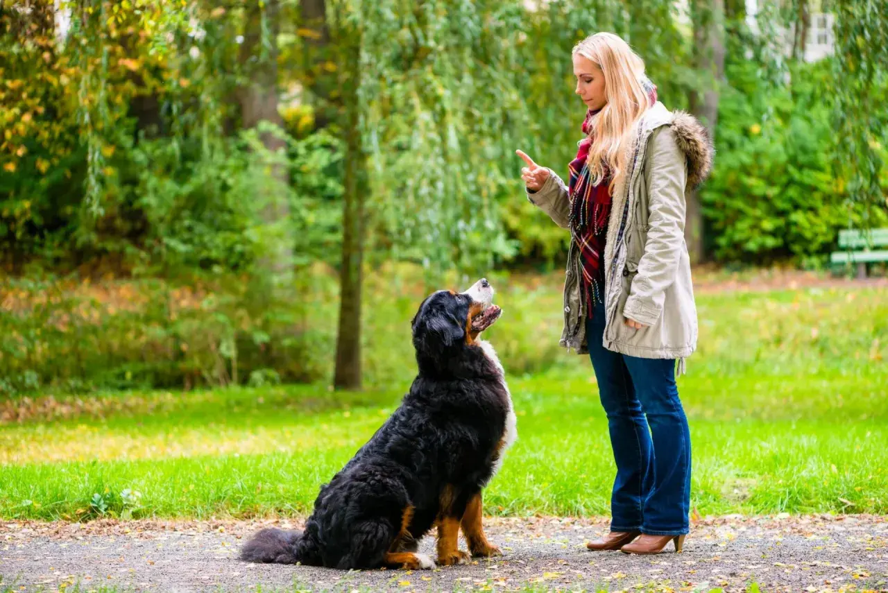 Kobieta uczy psa siad w parku. Pies patrzy na nią z uwagą, gotowy do wykonania komendy.