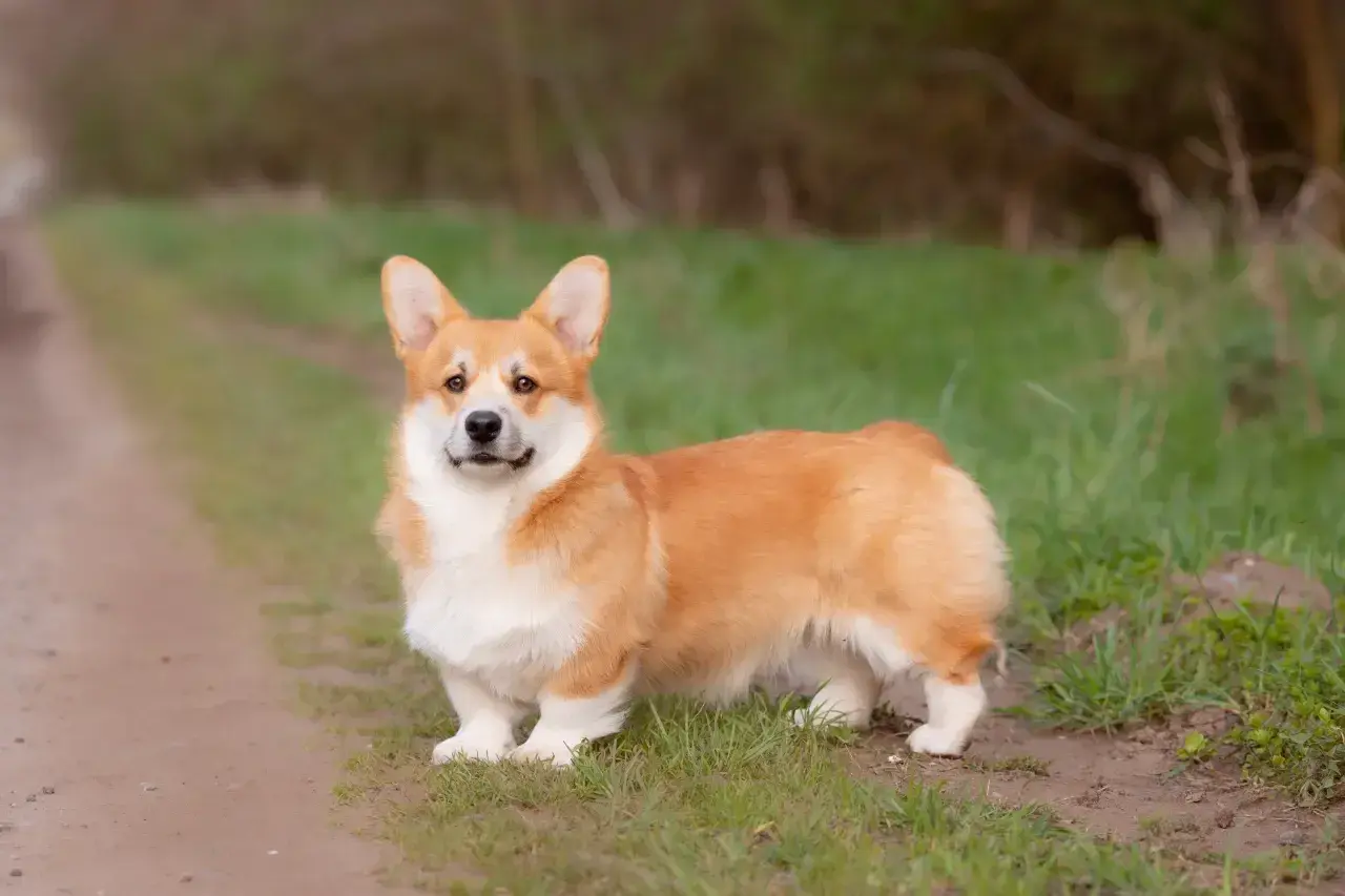 Uroczy corgi miniaturka z rudym futerkiem stoi na ścieżce wśród zielonej trawy.