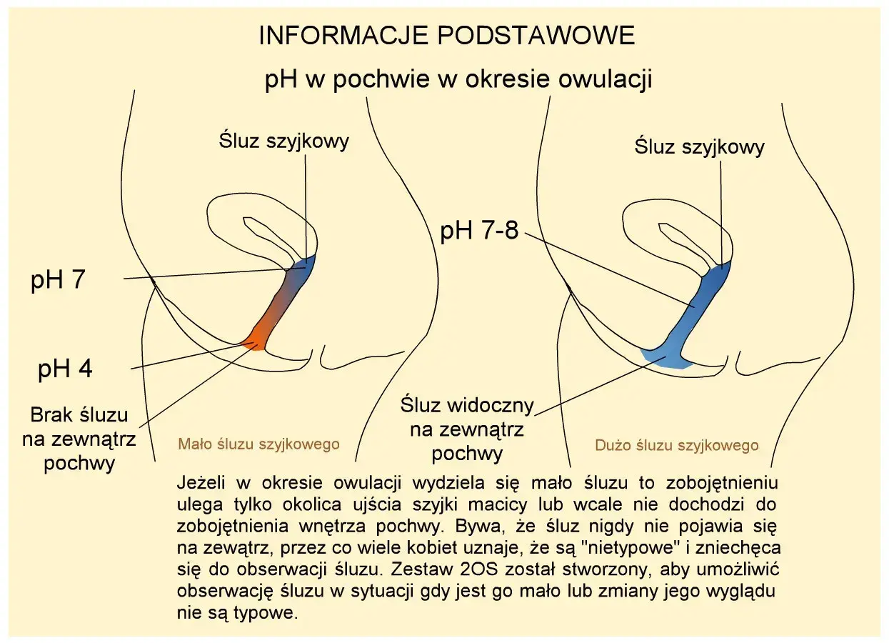 Ilustracja pokazuje zmiany pH pochwy podczas owulacji. W okresie **ruja** (owulacji) śluz szyjkowy zmienia konsystencję i pH, co jest kluczowe dla płodności.