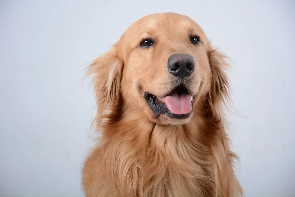 Jaka karma dla Golden Retrievera będzie najlepsza?