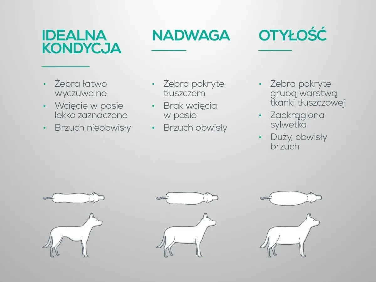 Jak odchudzić psa? Porównanie idealnej kondycji, nadwagi i otyłości u psów.