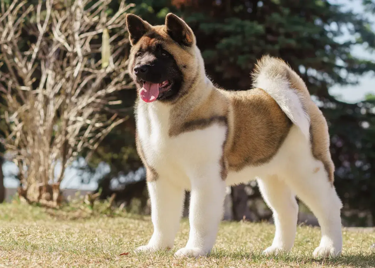 Piękny akita amerykańska, szukający domu. Sprawdź akita amerykańska cena i znajdź swojego idealnego towarzysza.