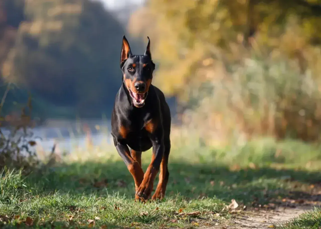 Czarny doberman biegnie przez trawiasty teren. Jego waga jest idealnie proporcjonalna do atletycznej budowy.
