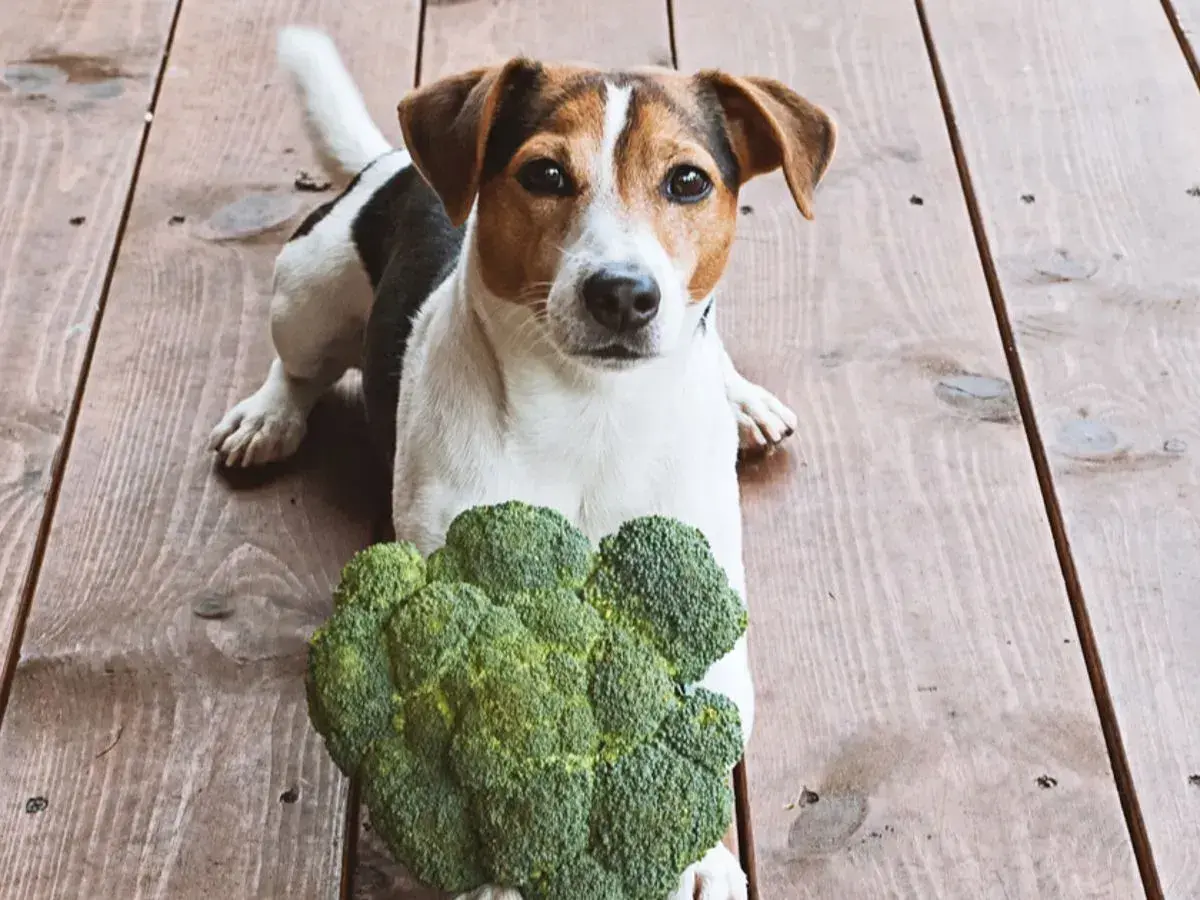 Jack Russell z zaciekawieniem patrzy na brokuły. Czy pies może jeść brokuły? Ten psiak wydaje się być gotowy do degustacji.