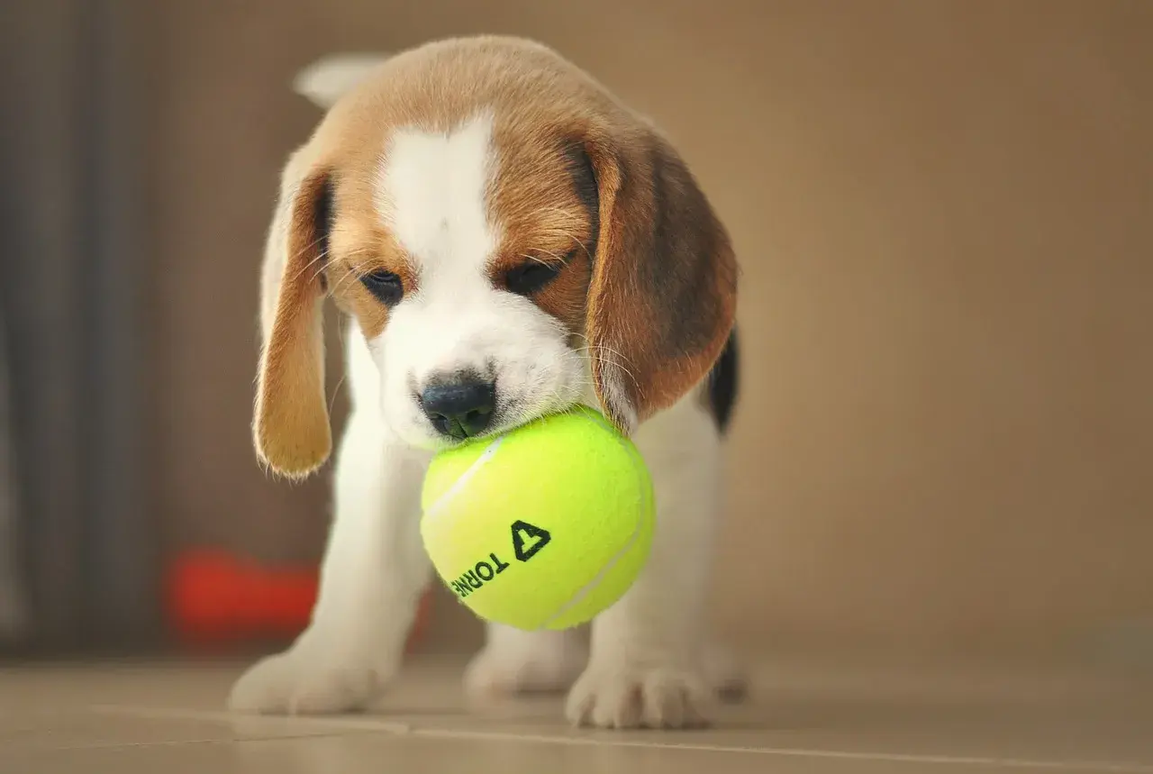 Uroczy beagle miniaturka z piłeczką tenisową w pyszczku.