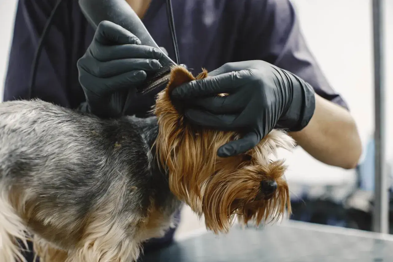 Groomer w czarnych rękawiczkach delikatnie przycina sierść yorka, który ma widoczny łupież u psa.