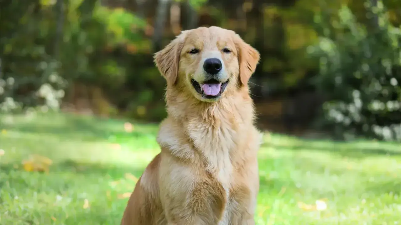 Uśmiechnięty pies angielski, złocisty retriever, siedzi na trawie w parku.