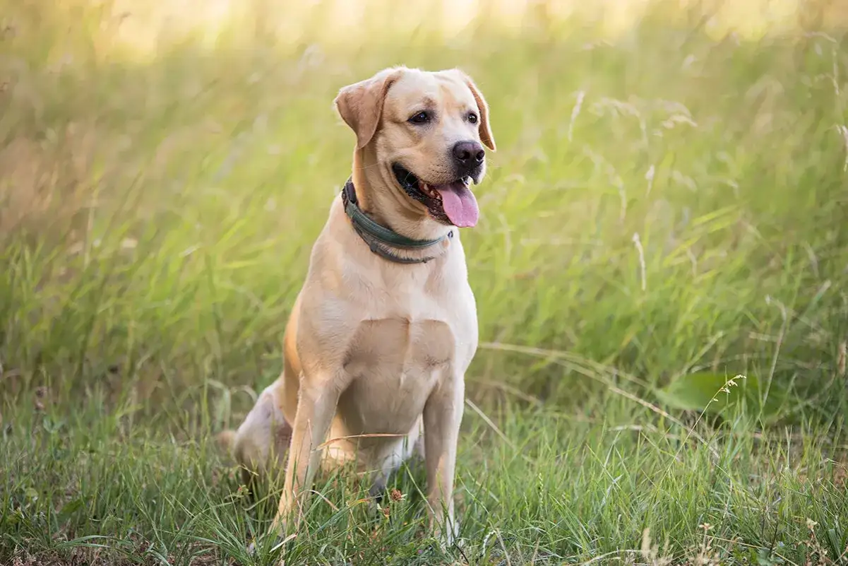 Uśmiechnięty labrador w zielonej obroży siedzi na trawie. Jego cena jest niewysoka, biorąc pod uwagę jego przyjazne usposobienie.