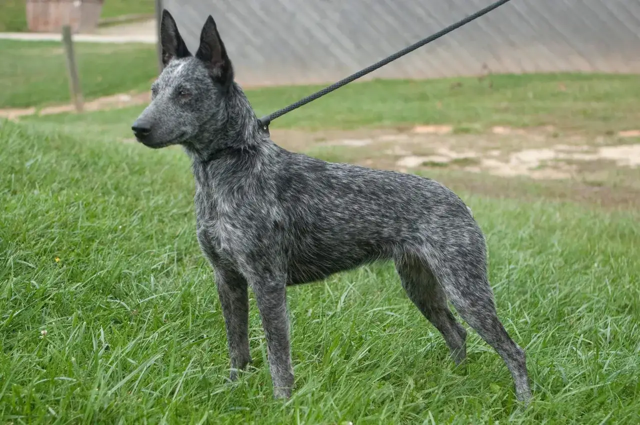 Elegancki australian cattle dog na smyczy, gotowy do pracy. Zastanawiasz się nad australian cattle dog cena?