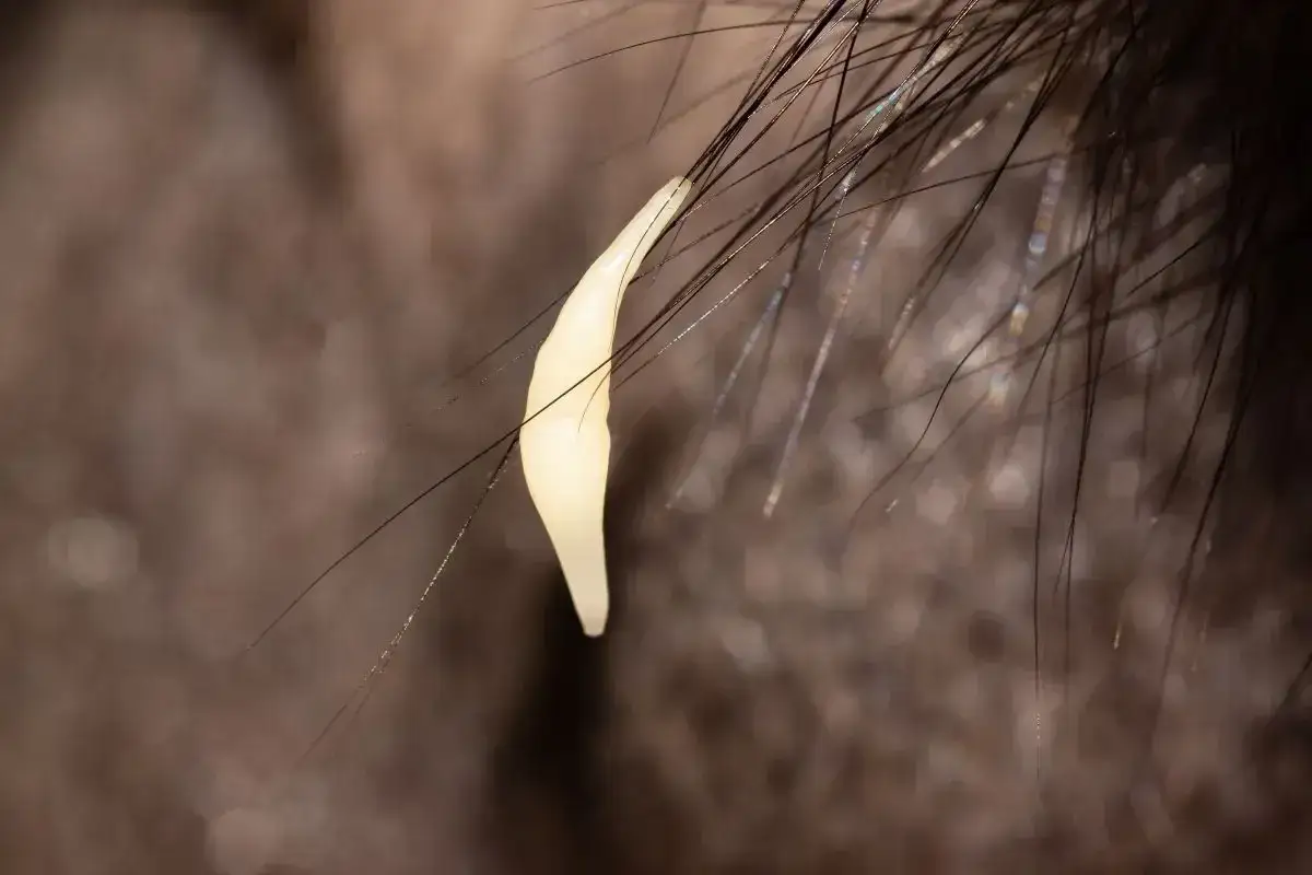 Jasny, podłużny pasożyt przyczepiony do sierści psa. Tak wyglądają robaki u psa, gdy są widoczne na zewnątrz.