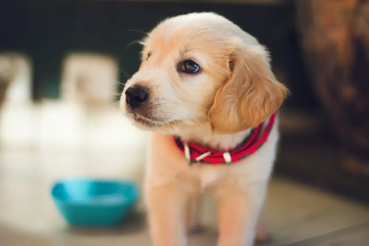 Zdjęcie Jaką obrożę dla golden retrievera wybrać, aby zapewnić komfort?
