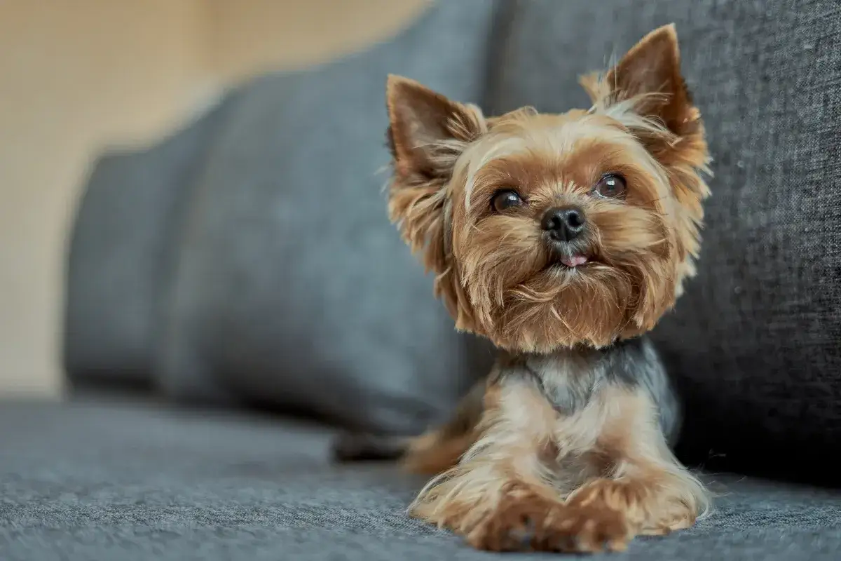 Uroczy, spokojny pies do mieszkania, yorkshire terrier, leży na kanapie, z językiem na wierzchu.