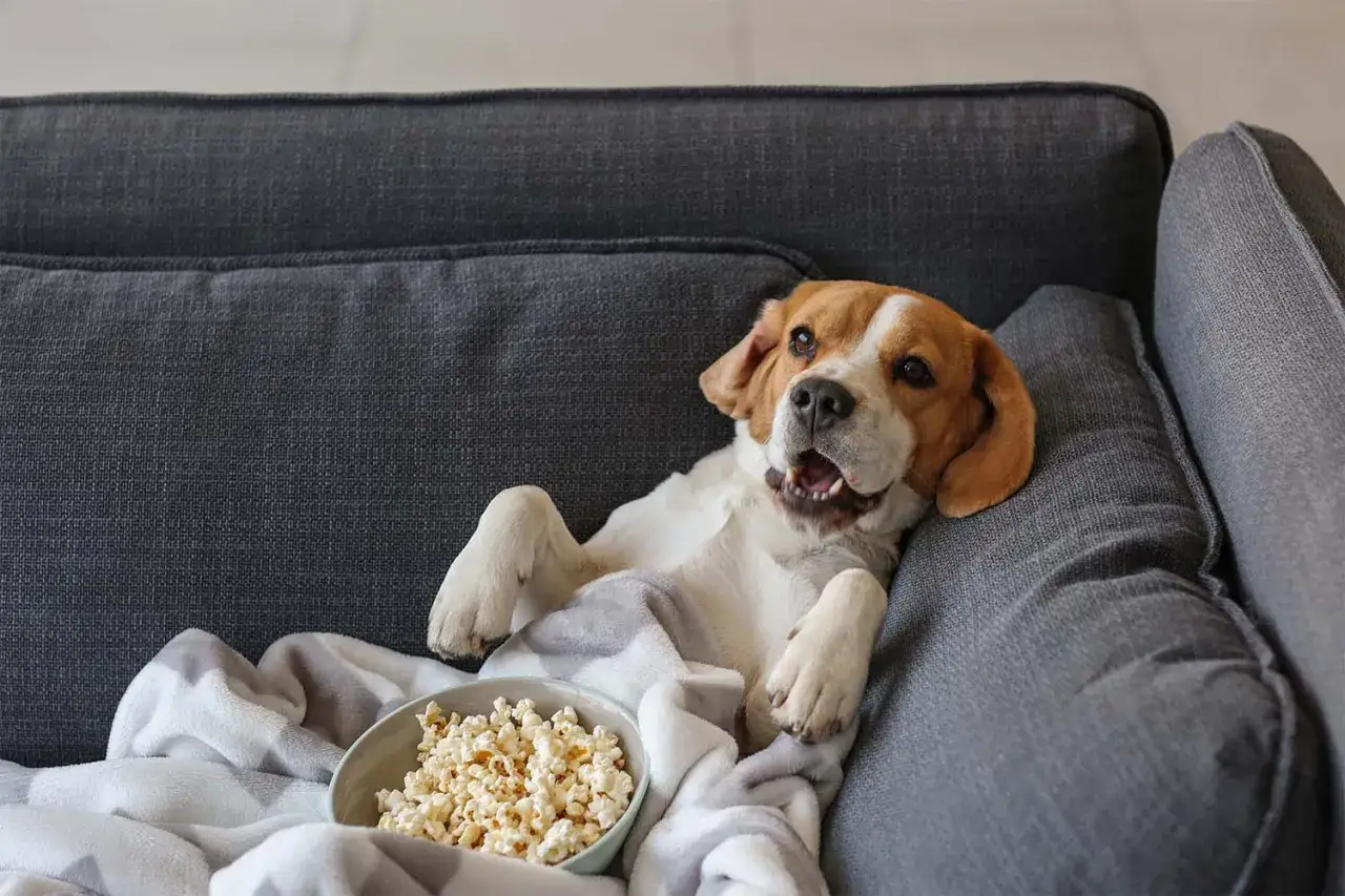 Beagle leży na kanapie pod kocem z miską popcornu. Czy pies może jeść popcorn? Ten pies wygląda, jakby chciał spróbować.