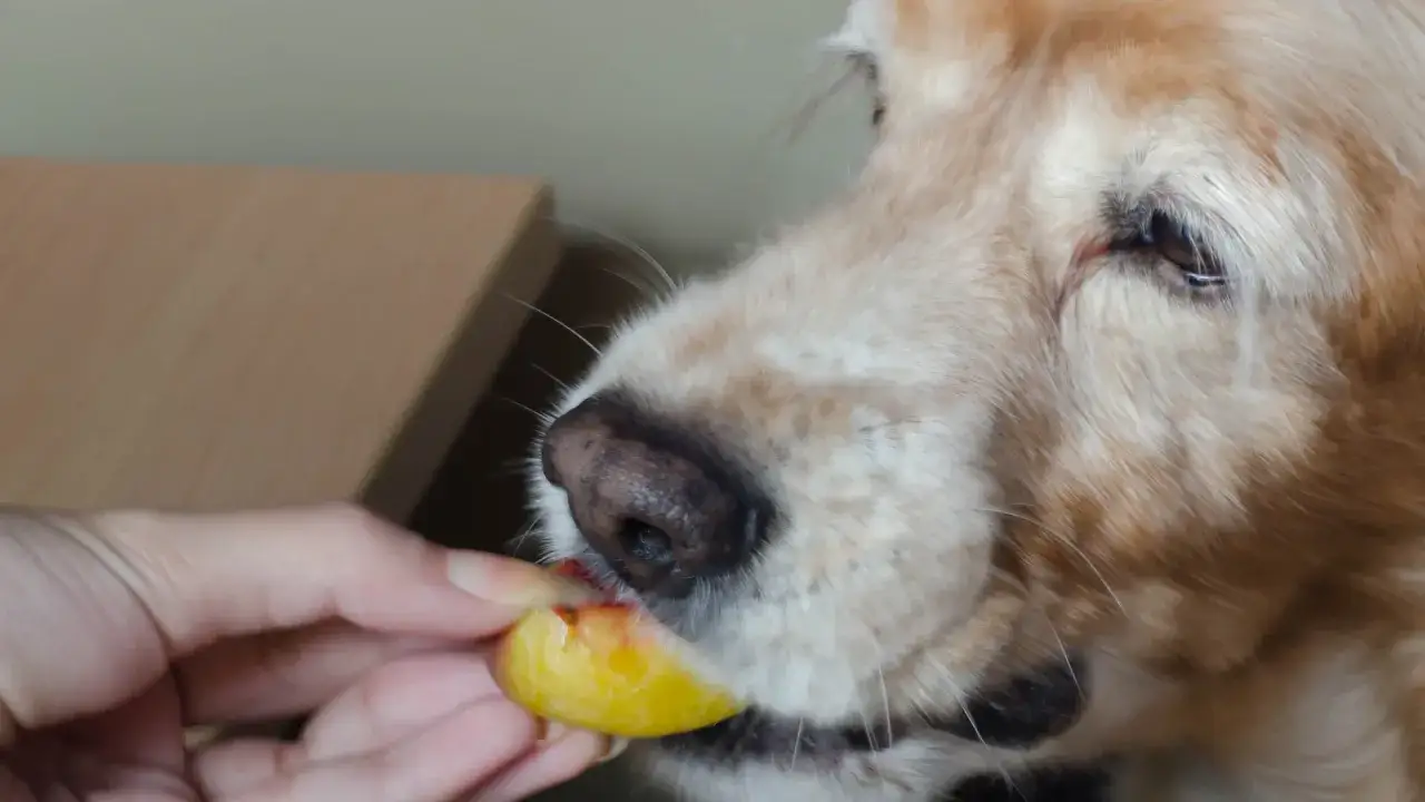 Złoty retriever zjada kawałek brzoskwini podany przez dłoń. Czy pies może brzoskwinie? Tak, w małych ilościach!
