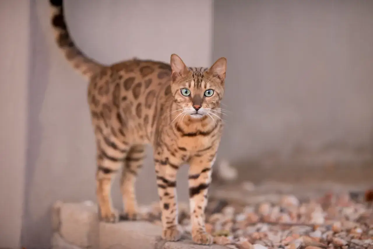 Piękny kot bengalski z zielonymi oczami, zastanawiasz się, ile kosztuje kot bengalski? Ten egzotyczny kotek jest wart swojej ceny.