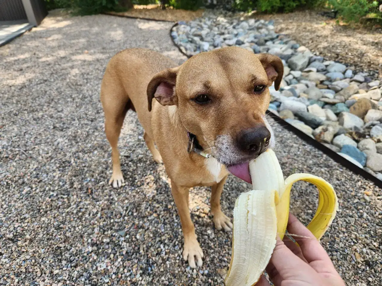 Brązowy pies z językiem wystawionym na banana. Czy pies może jeść banana? Tak, w małych ilościach.