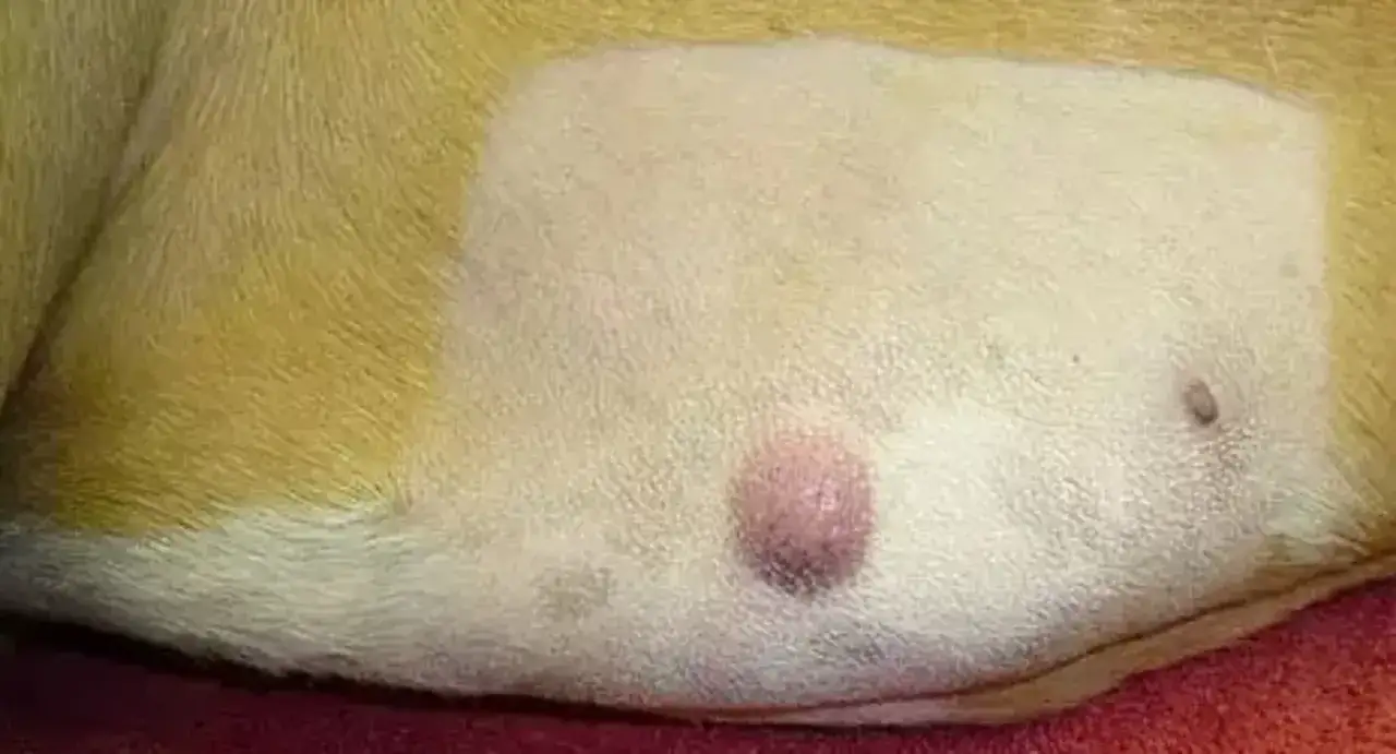 Widoczny guz na skórze psa, prawdopodobnie mastocytoma. Ma różowy, lekko uniesiony kształt.