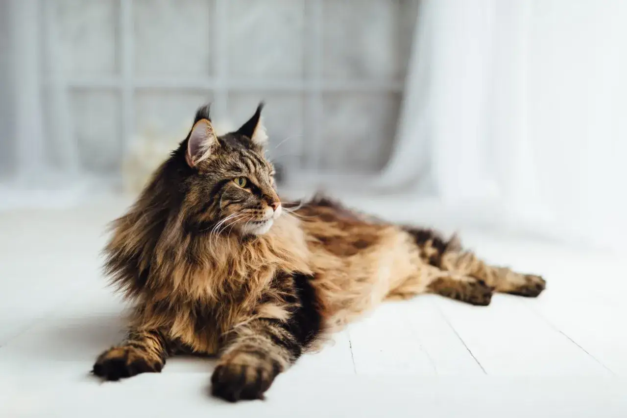 Majestatyczny kot rasy Maine Coon, o gęstej, brązowej sierści, leży na białej podłodze, wpatrując się w dal.