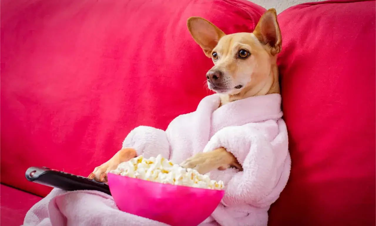 Pies w szlafroku z pilotem i miską popcornu zastanawia się, czy pies może jeść popcorn.
