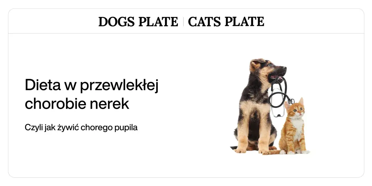 Szczeniak i kotek z weterynaryjnym stetoskopem. Temat: dieta w chorobie nerek, wsparcie dla pupila z problemami nerkowymi, jak Nefroloxan.