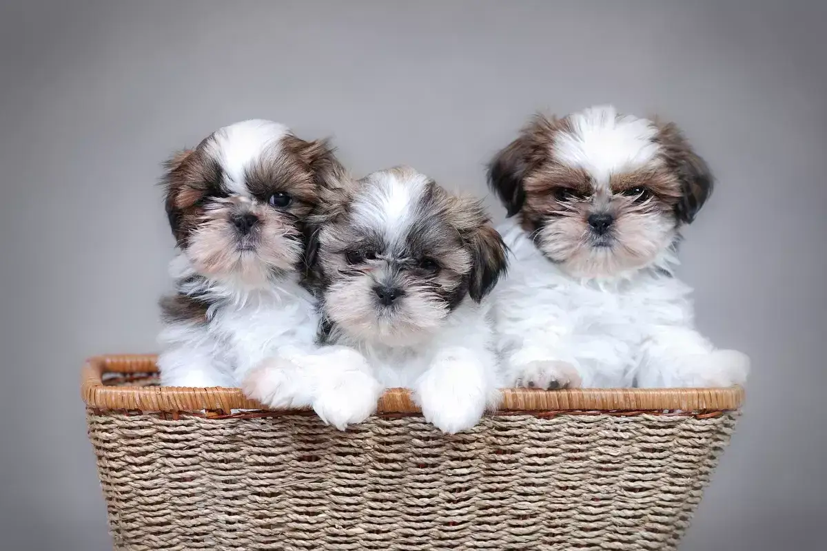 Trzy urocze szczenięta rasy shih tzu w koszyku. Różne odmiany umaszczenia tych słodkich piesków.