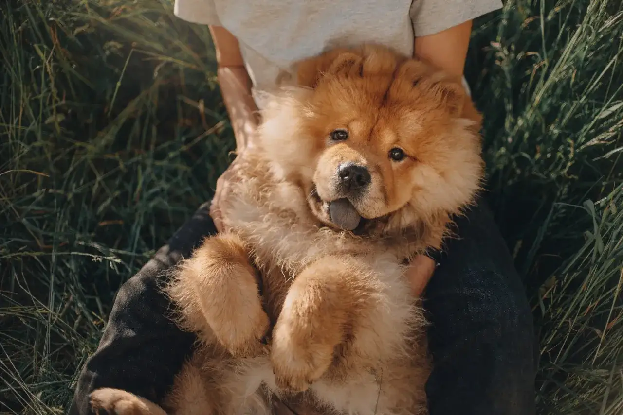 Puszysty szczeniak rasy chow chow leży na kolanach osoby w trawie. Zastanawiasz się nad chow chow cena?