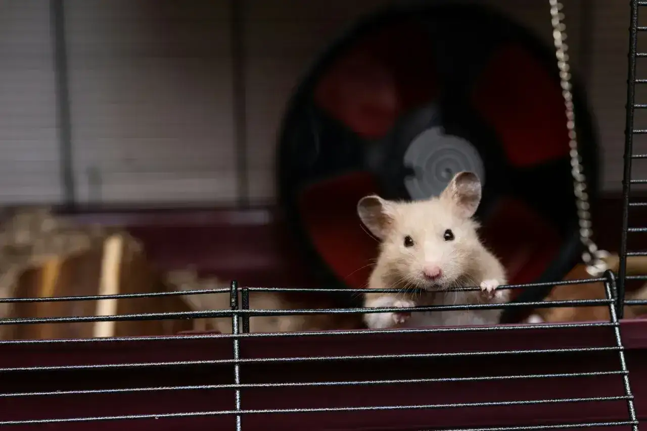 Uroczy chomik domowy wychyla się zza prętów klatki, ciekawie patrząc na świat.