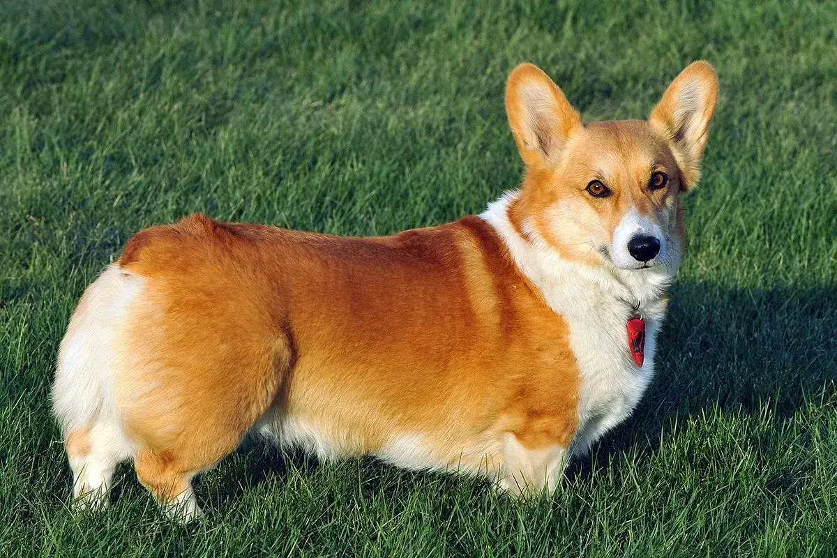 Uroczy corgi miniaturka z rudym futerkiem i białymi znaczeniami stoi na zielonej trawie, patrząc w obiektyw.
