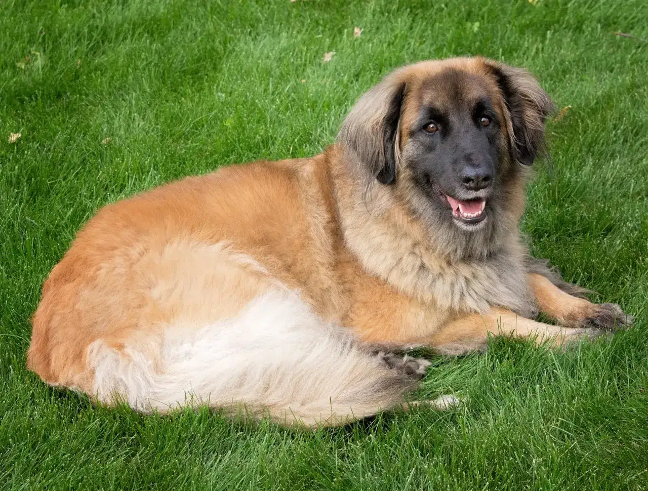 Leonberger o łagodnym usposobieniu leży na trawie, zadowolony i zrelaksowany.