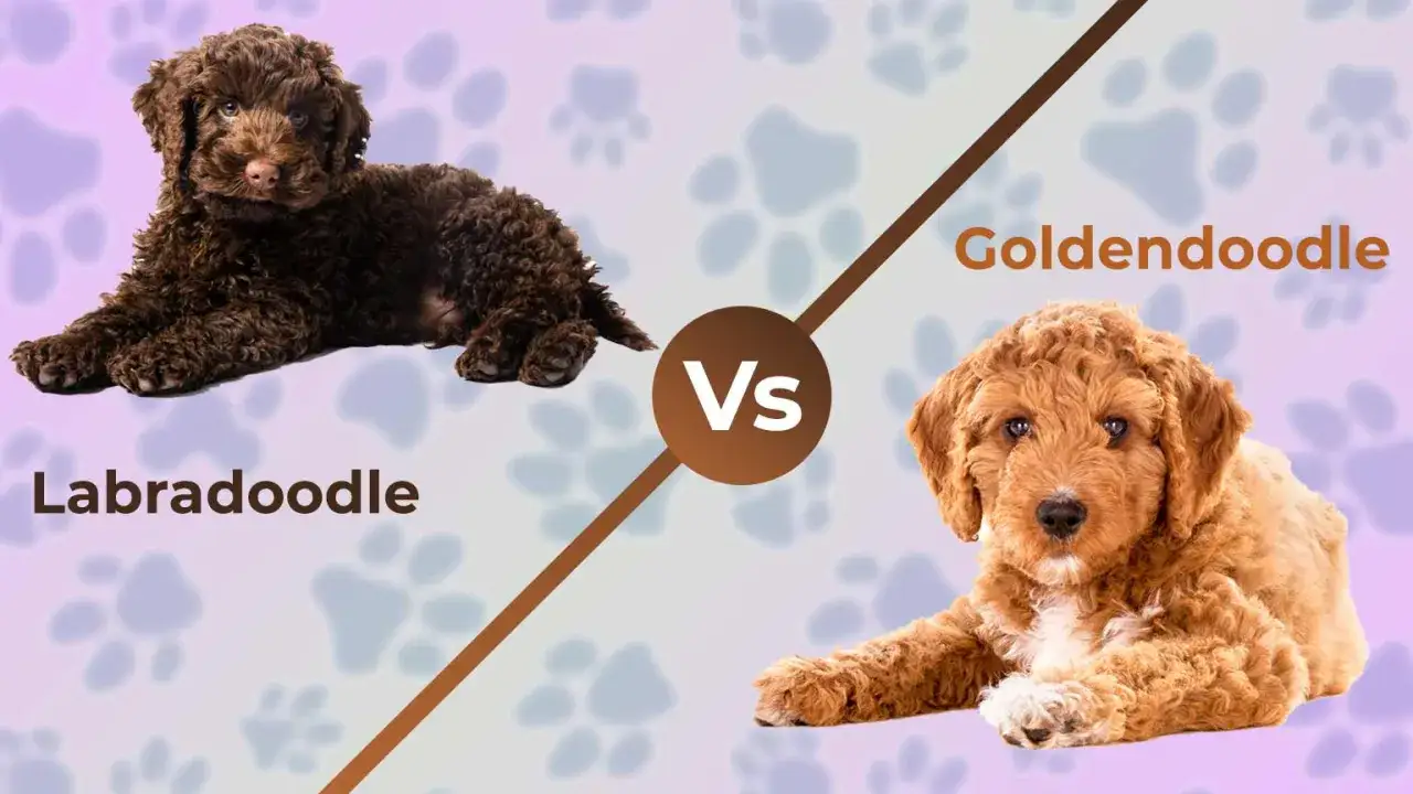Dwa urocze szczenięta, brązowy Labradoodle i rudy Goldendoodle, porównane na tle łapek.