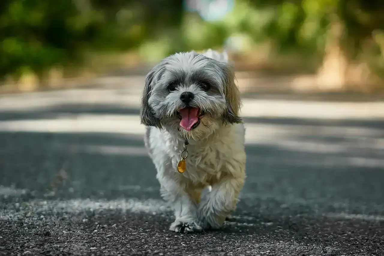 Szczęśliwy, dorosły shih tzu z językiem na wierzchu idzie po ścieżce wśród zieleni.