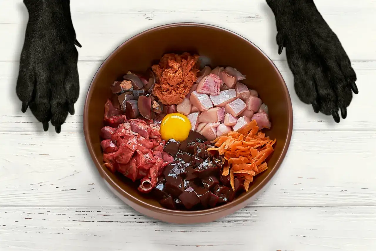 Miska pełna składników na zdrową dietę barf dla psa: mięso, podroby, marchewka i jajko. Łapy psa gotowe do jedzenia.