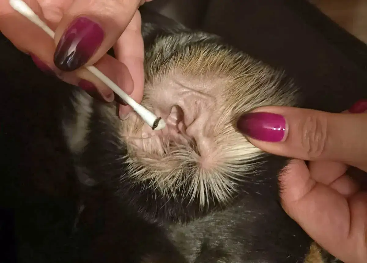 Czyszczenie ucha psa z objawami grzybicy. Widać ciemną wydzielinę na patyczku kosmetycznym.