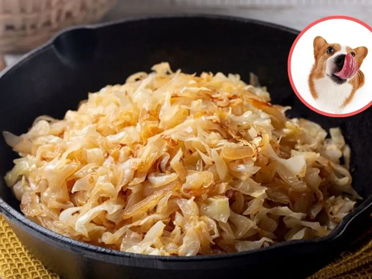 Czy pies może jeść kapustę kiszoną? Na zdjęciu widać miskę z kapustą kiszoną i ciekawskiego Corgi.