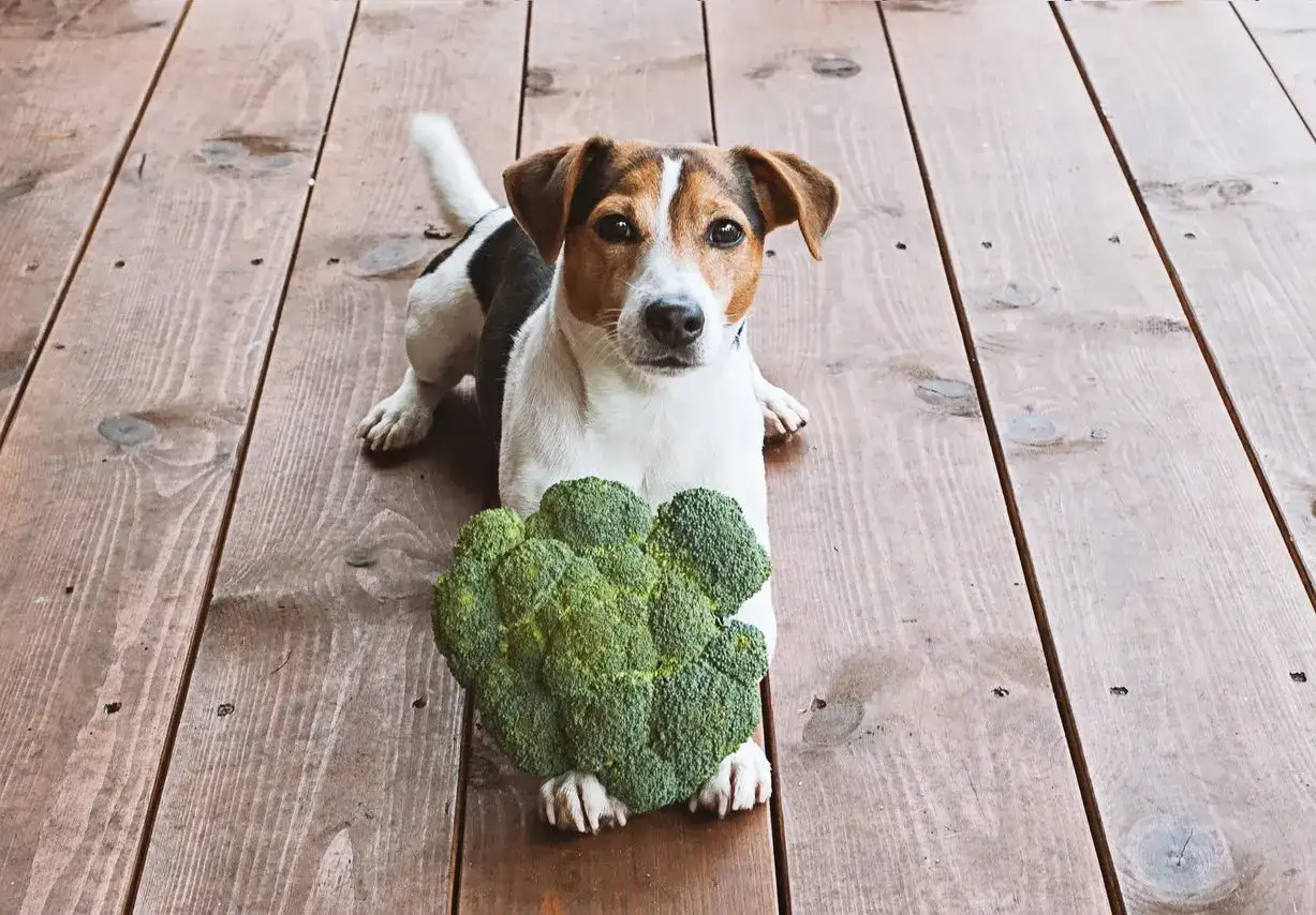 Jack Russell z brokułem na drewnianej podłodze. Czy pies może jeść brokuły? Ten psiak wygląda, jakby miał zamiar się przekonać.