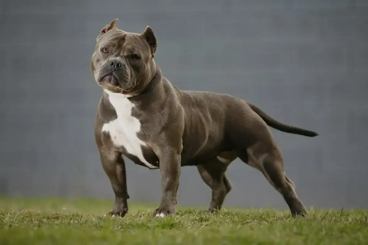 Potężny american bully standard, szary z białym znaczeniem na piersi, stoi na trawie.