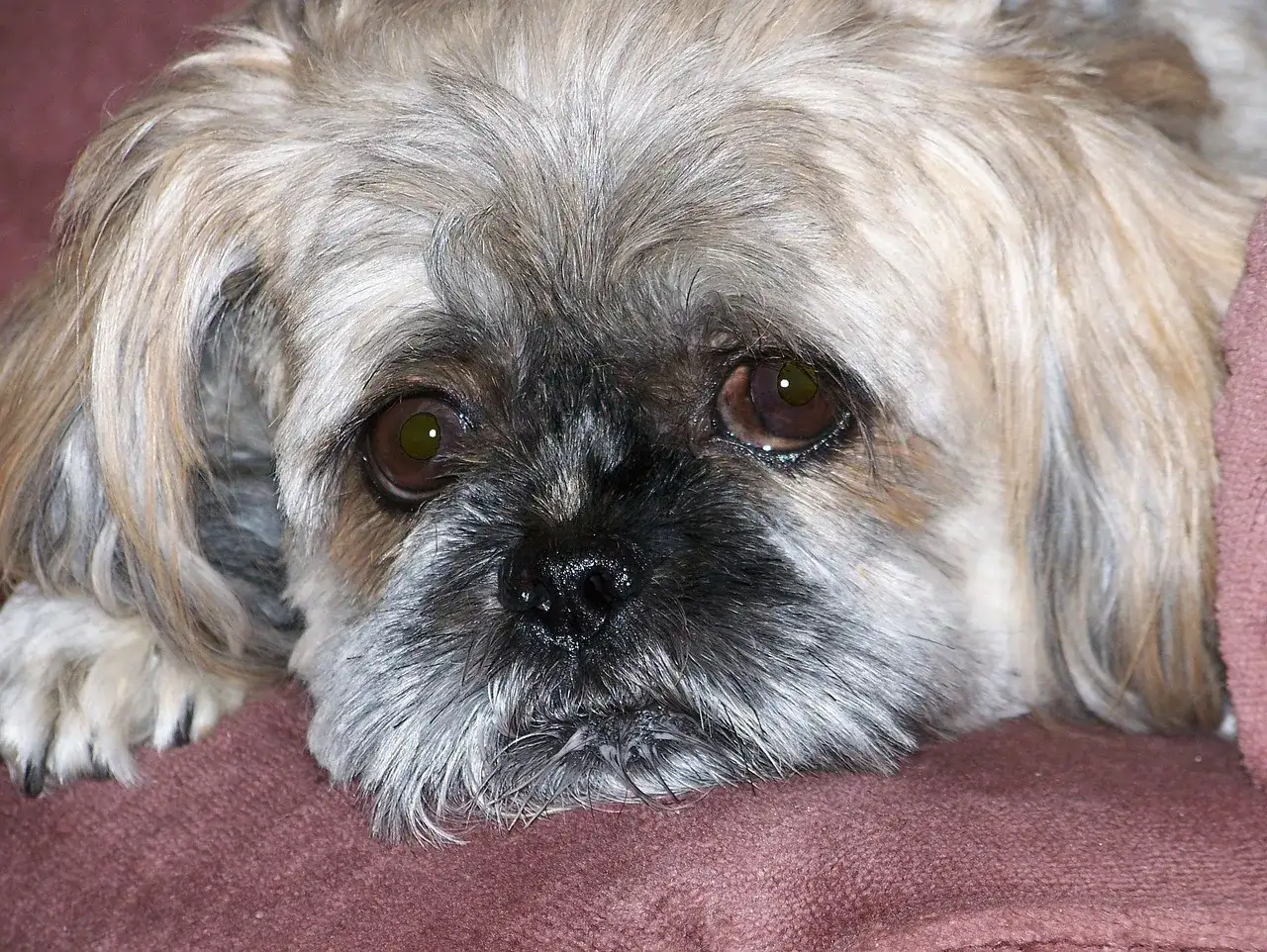 Smutny piesek Shih Tzu leży na kocyku. Czy pies może jeść olej rzepakowy? Zapytaj weterynarza.
