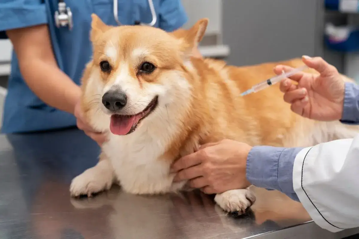 Uśmiechnięty pies rasy Corgi otrzymuje szczepienie na wściekliznę od weterynarza.