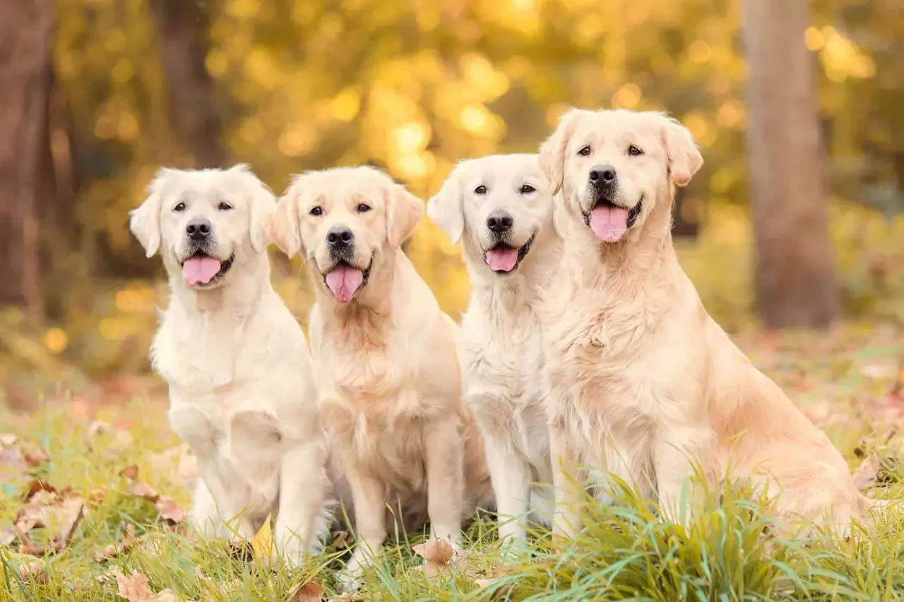 Cztery urocze golden retrievery w odcieniach złota i kremu siedzą razem na tle jesiennego lasu.