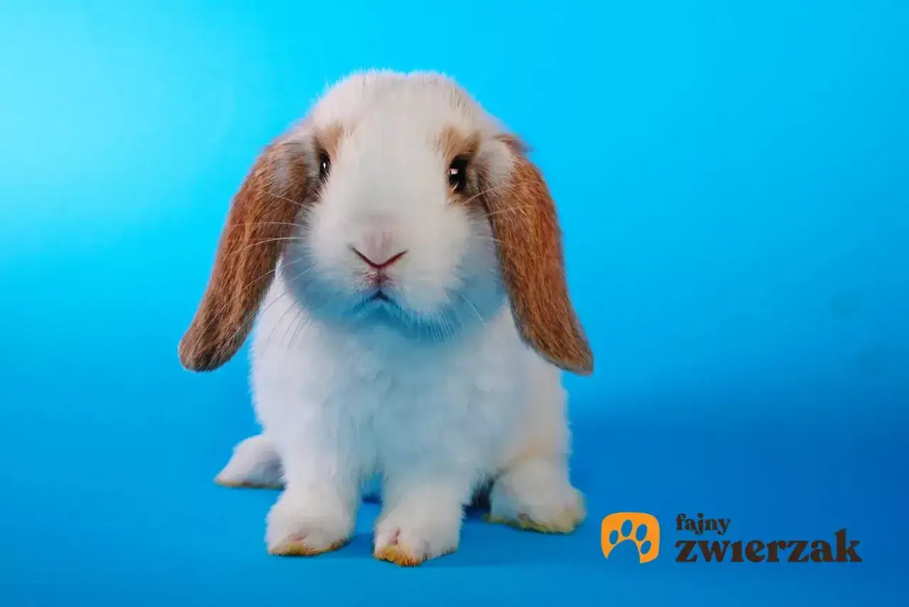 Uroczy królik rasy baranek miniaturowy, z długimi, zwisającymi uszami, siedzi na niebieskim tle.