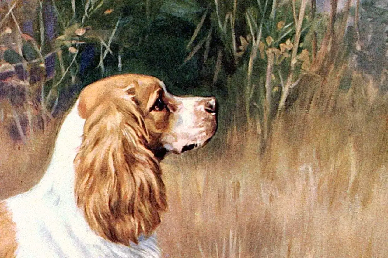 Portret cocker spaniela w trawie. Pies o brązowo-białym umaszczeniu, z długimi, opadającymi uszami, wpatruje się w dal.