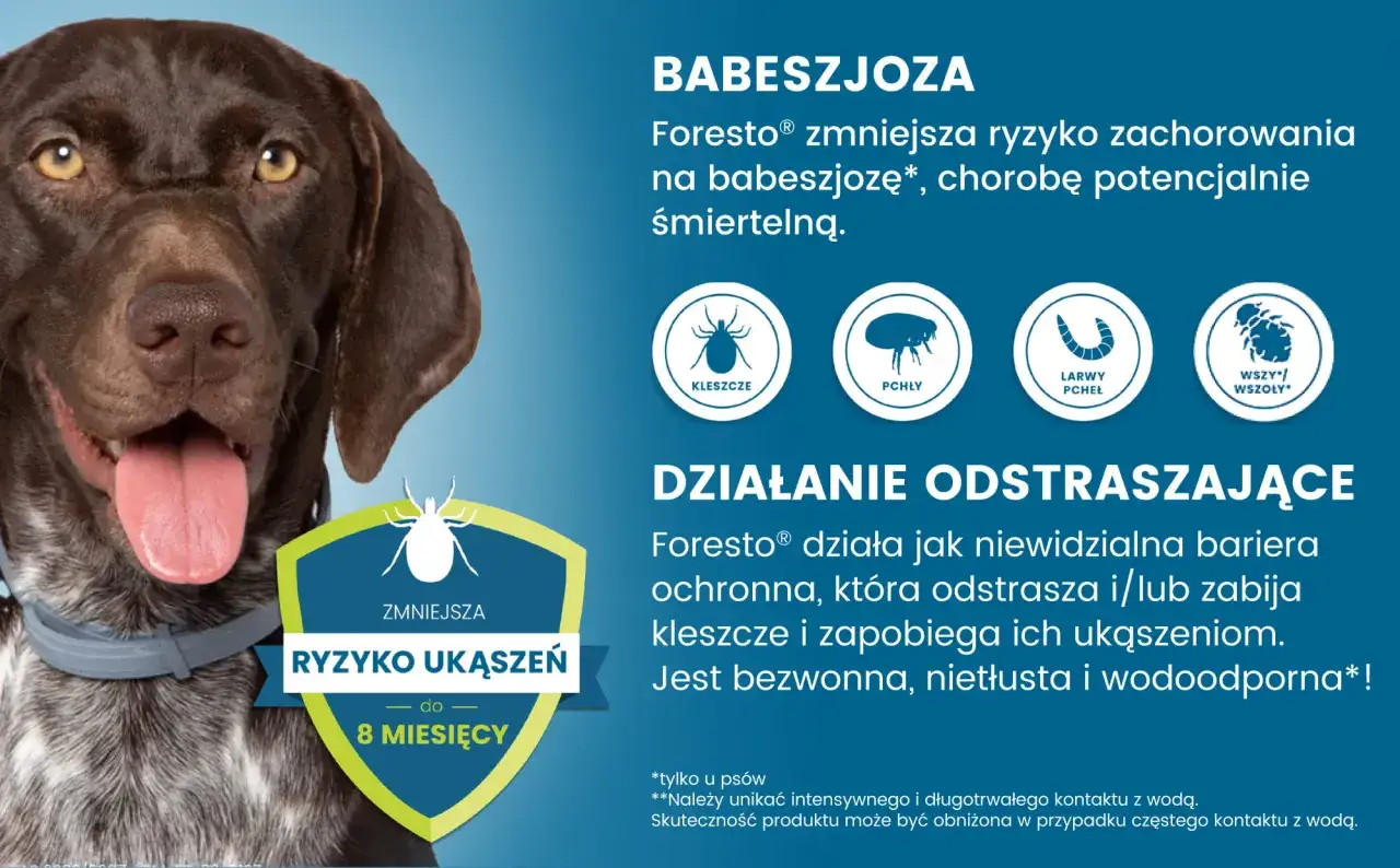 Zdjęcie Obroża Foresto kiedy zaczyna działać? Sprawdź, co musisz wiedzieć